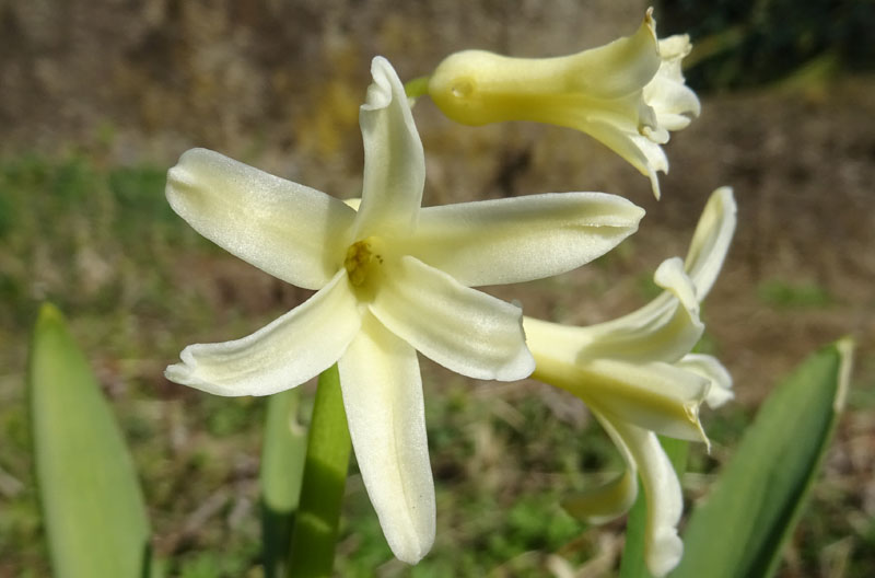 Hyacinthus sp.